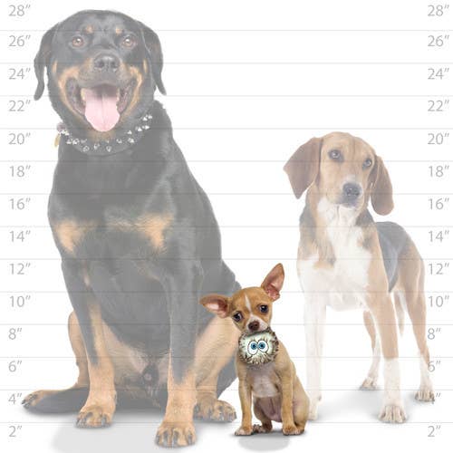 Small Squeaky Dog Toys - Set of 3