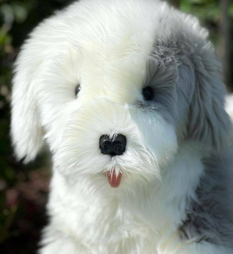“Martha” Old English Sheepdog
